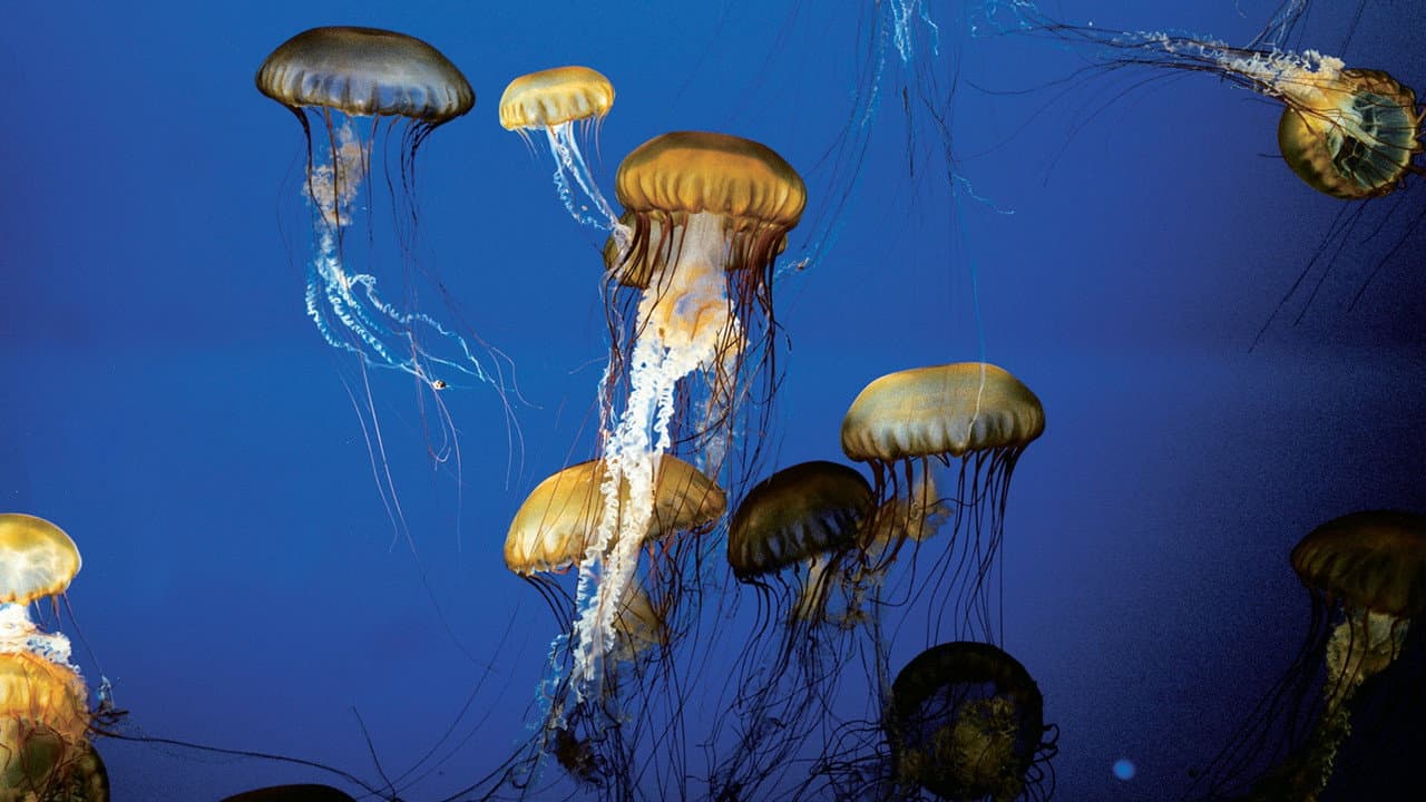 The Living Sea
