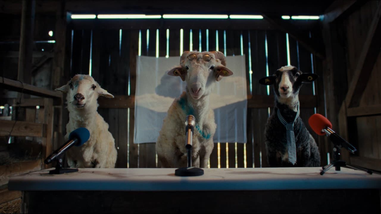 Sheep