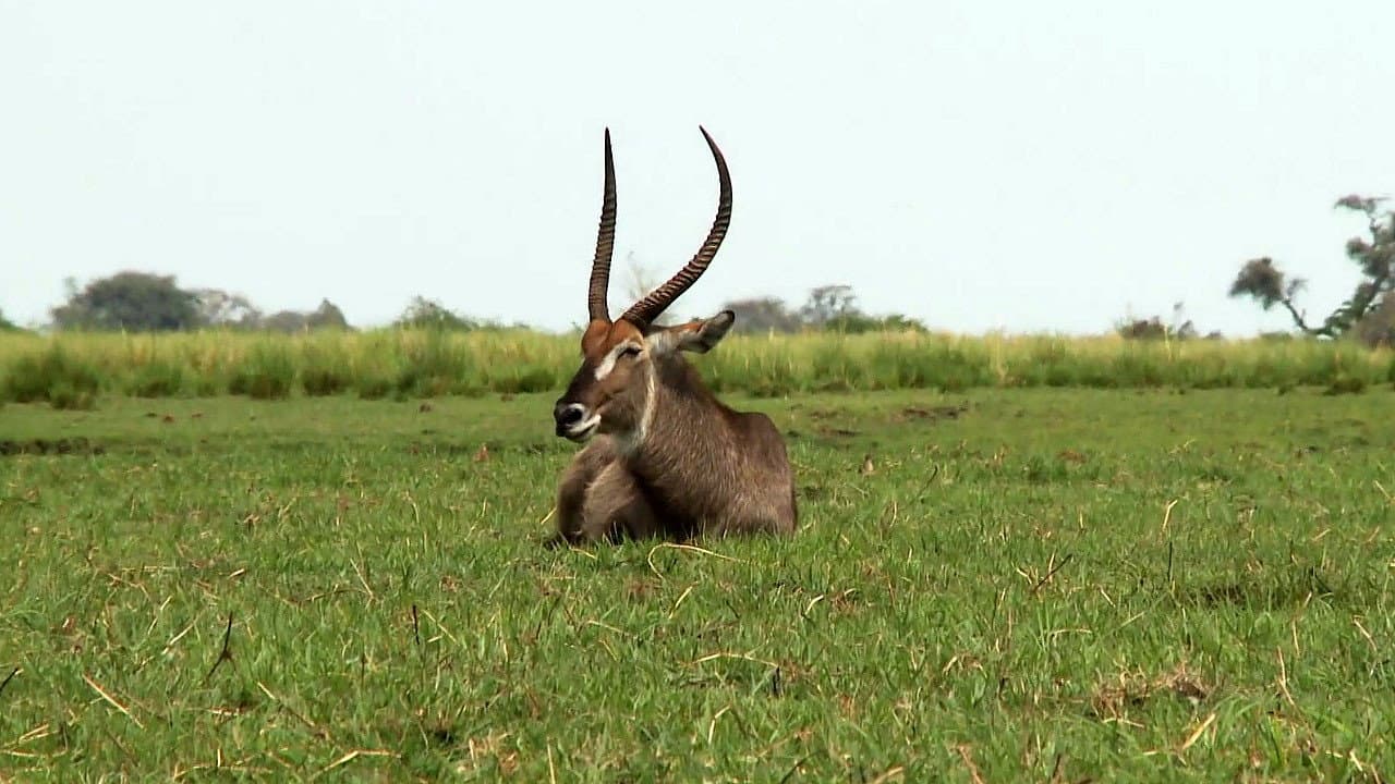 Africká abeceda