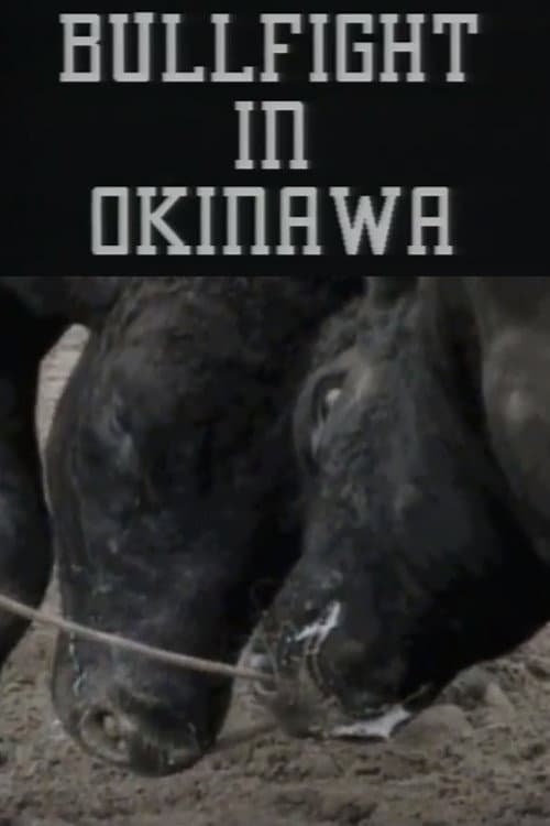 Bullfight in Okinawa