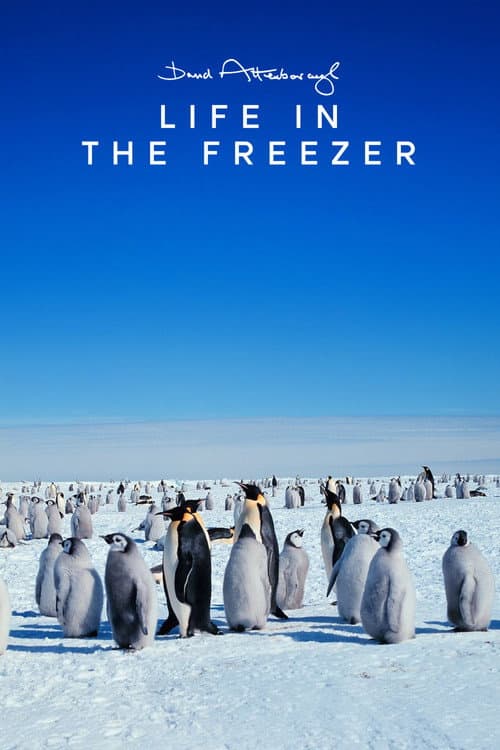 Life in the Freezer